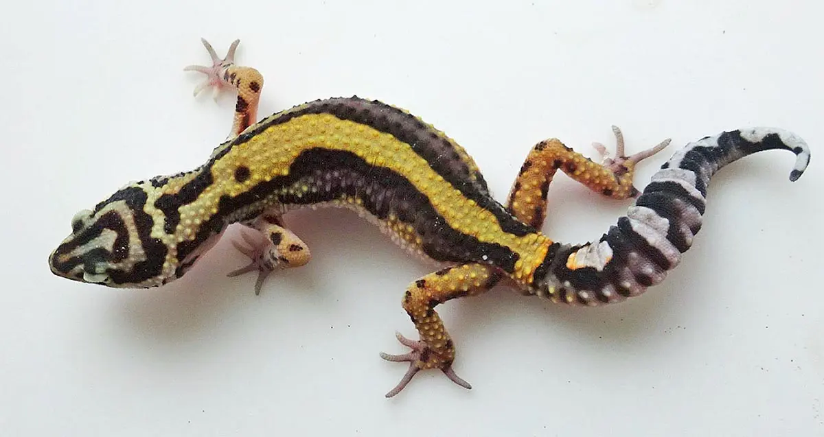 stripe gecko