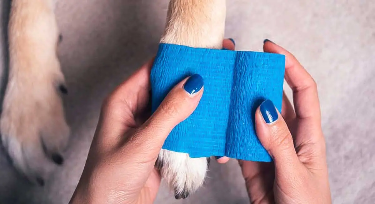 wraping dog paw with medical tape