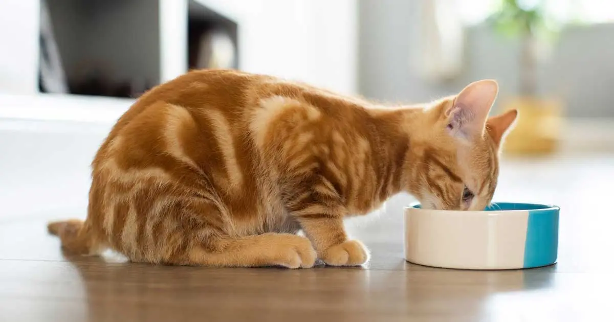 ginger cat eating food from bowl