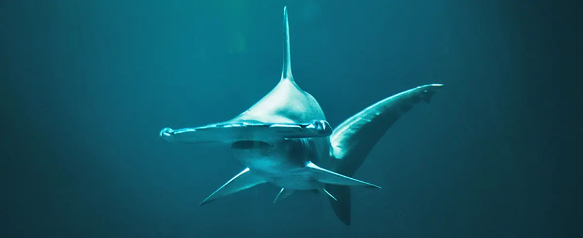 close up hammerhead shark deep water
