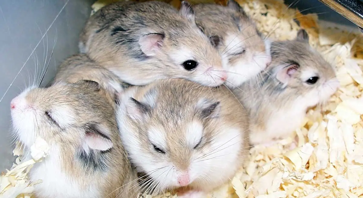 dwarf hamster horde