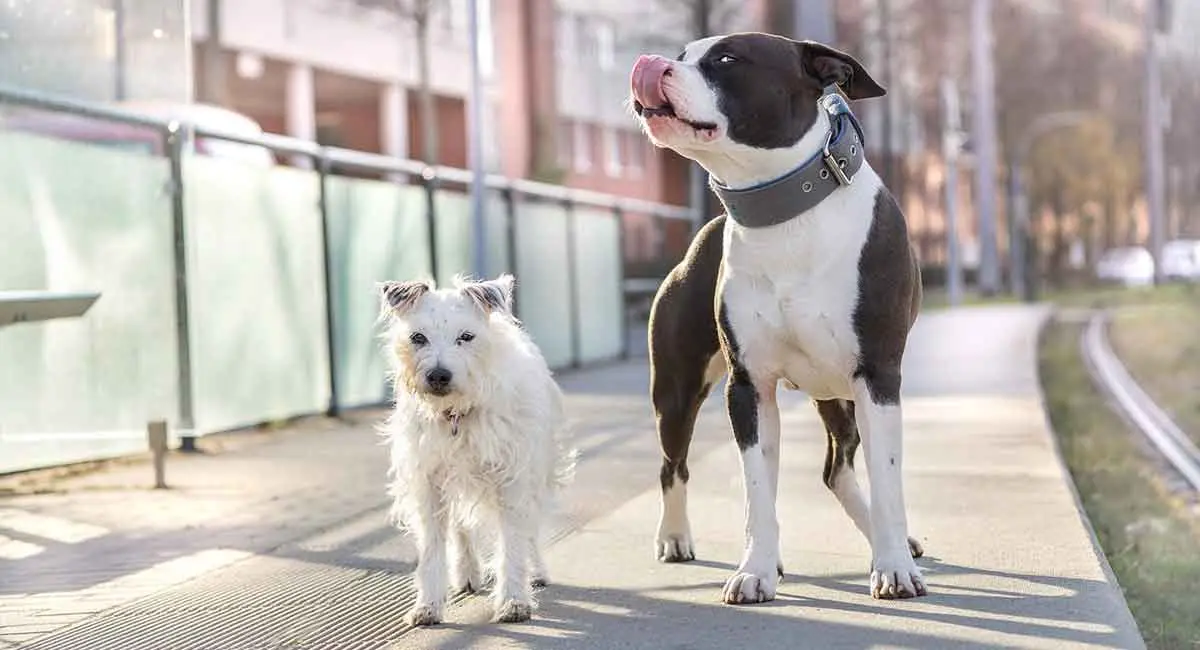 pitbull standing next to small white terrier dog