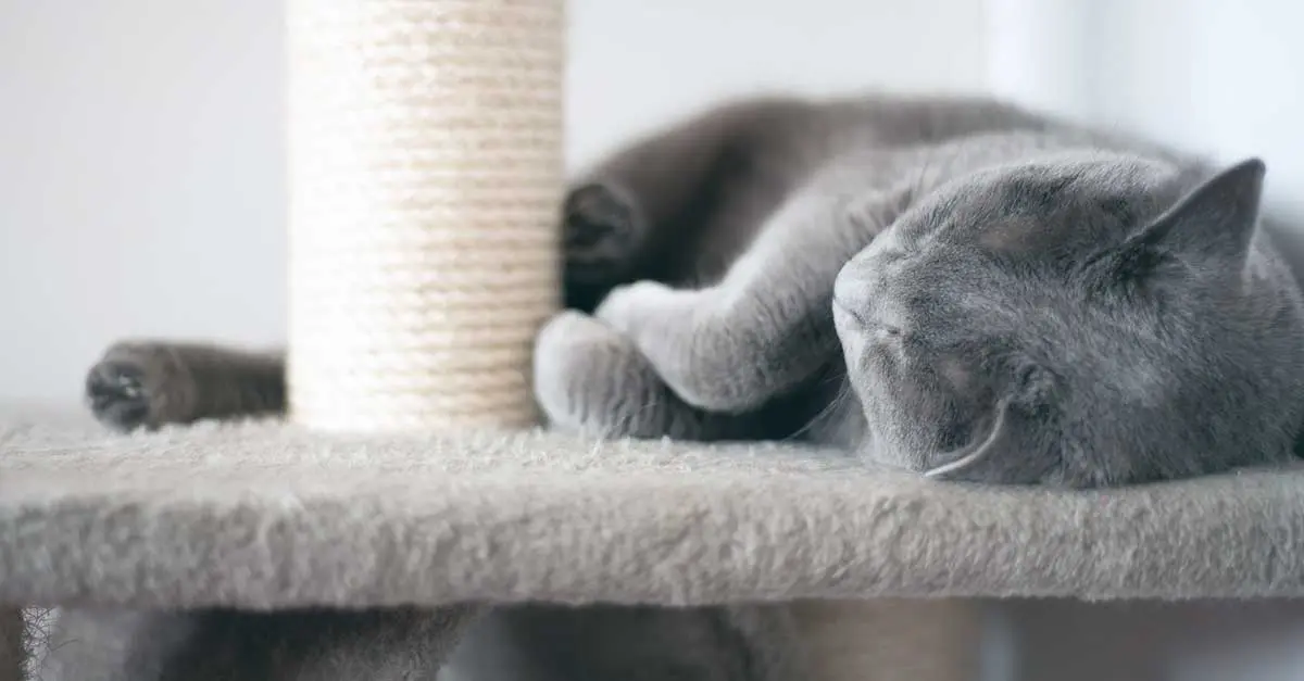 cat sleeping on scratching post