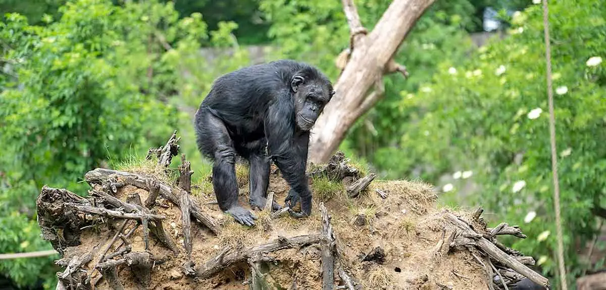 chimp on hill