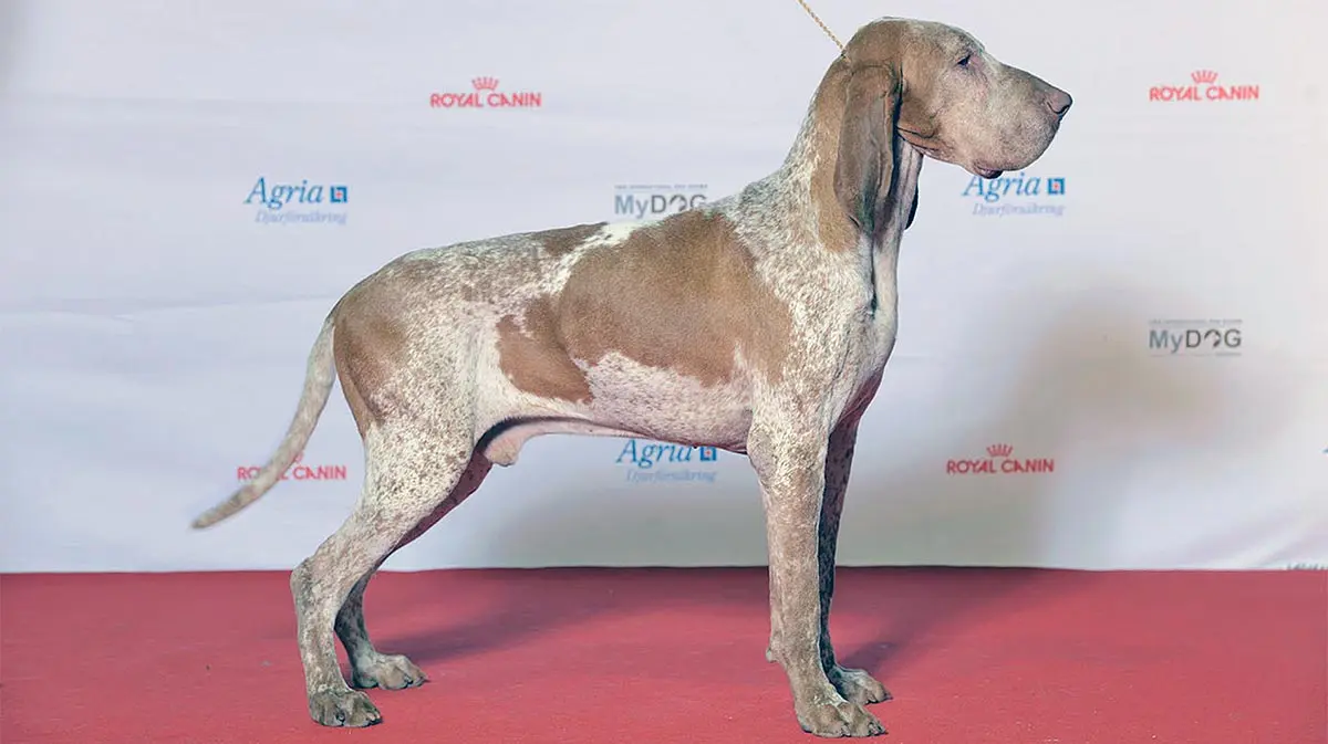 bracco italiano at a dog show being judged