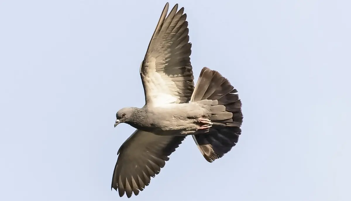 pigeon flying in the sky