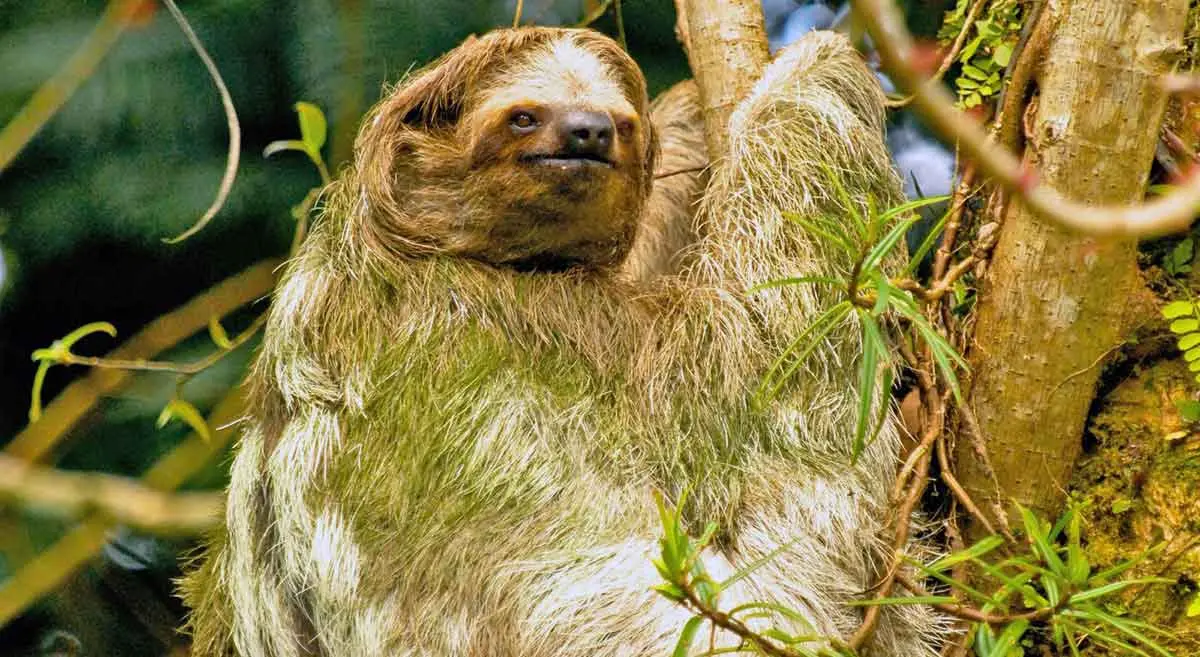 algae covered sloth