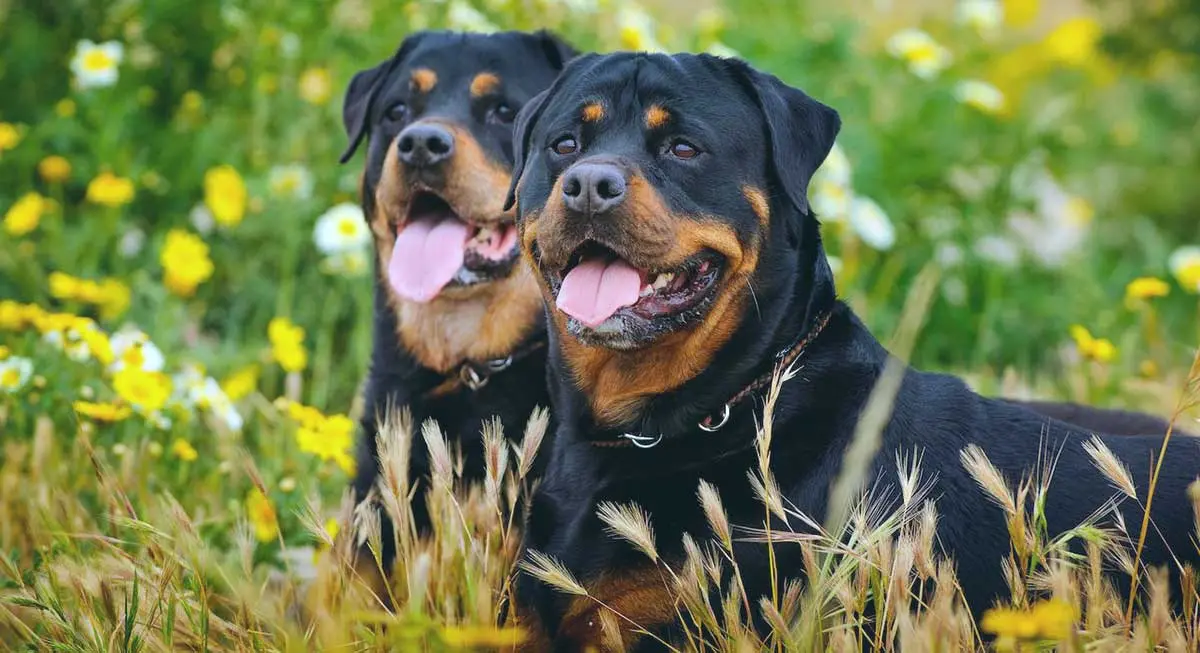 two rottweilers in grass