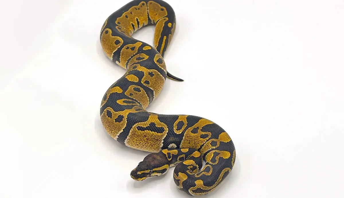 ball python (2)