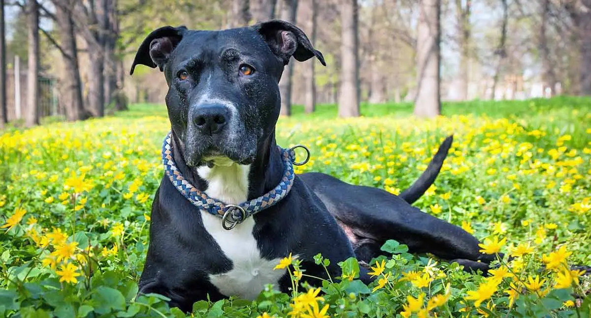 black pitbull with white chest lying in yellow flower field