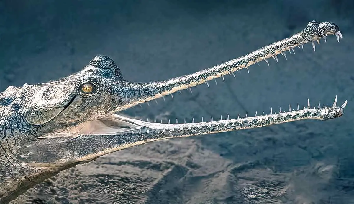 amazing facts gharial