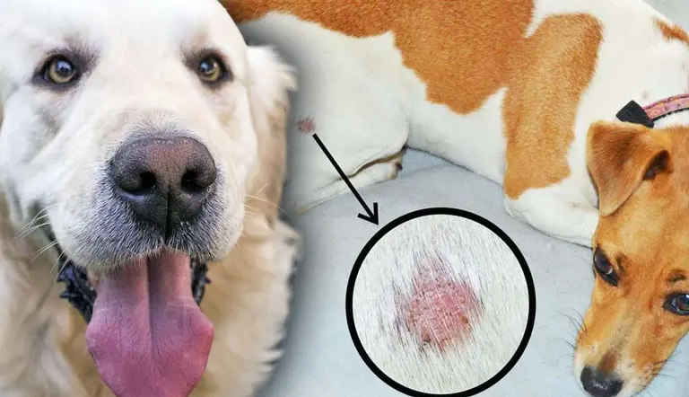 most common skin issues in dogs causes treatment