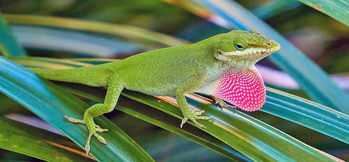 green anole lizard displaying pink throat