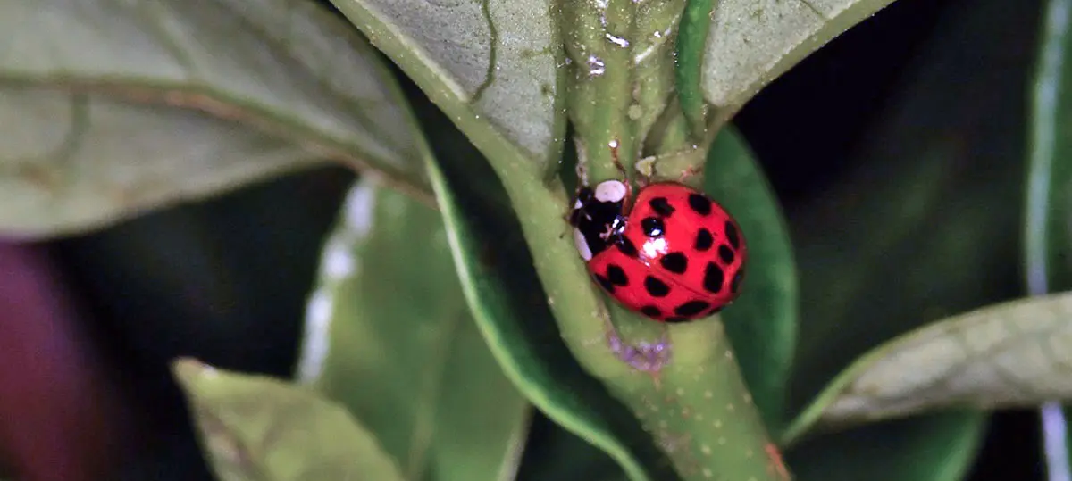 ladybug red spots on a leaf