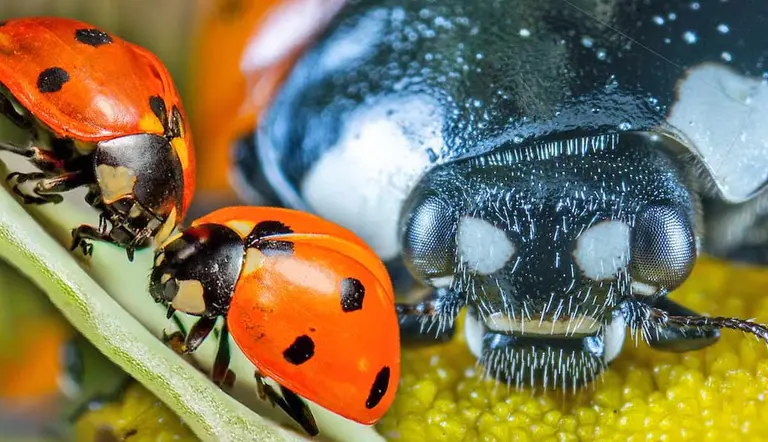 creepy or cute closer look at ladybugs
