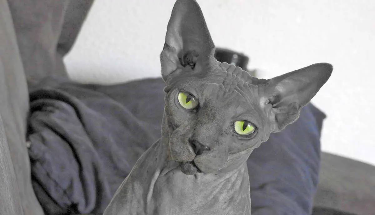 dark grey hairless cat