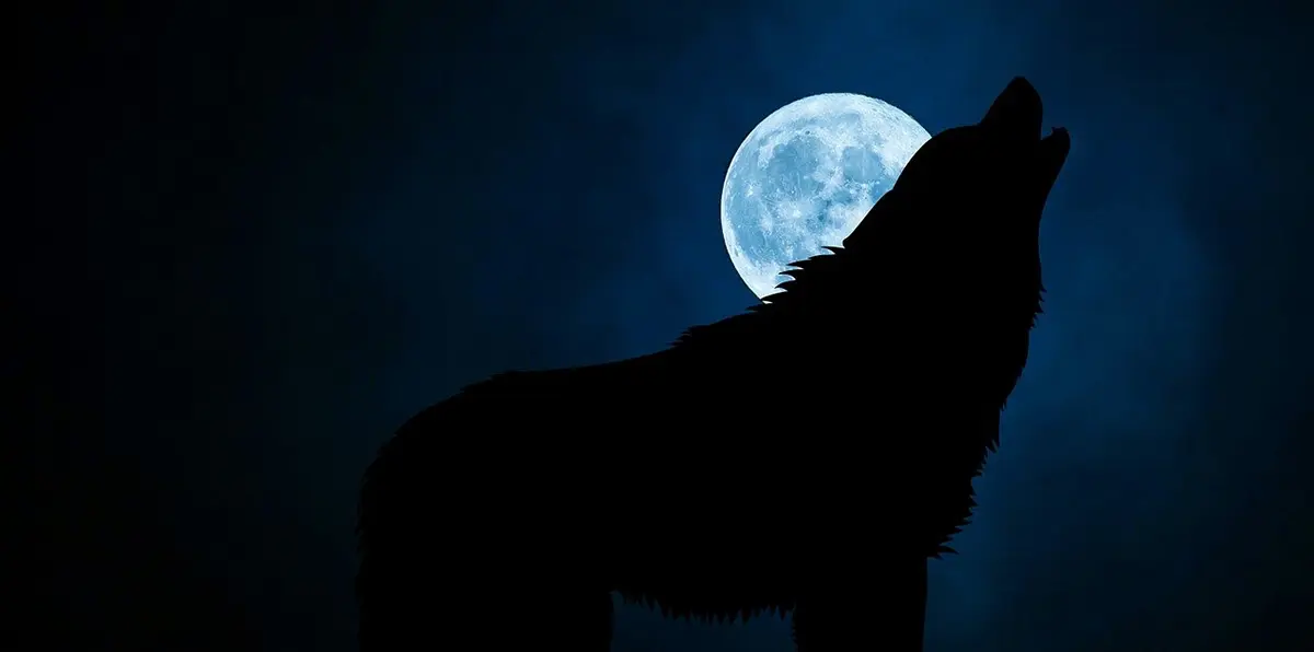 dog nighttime moon bark howl