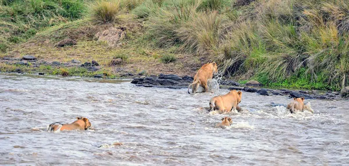 swimming lions okavango delta