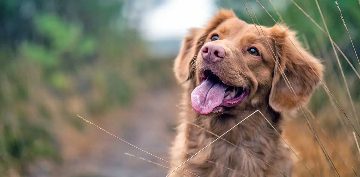 brown happy dog staring up at camera tongue out