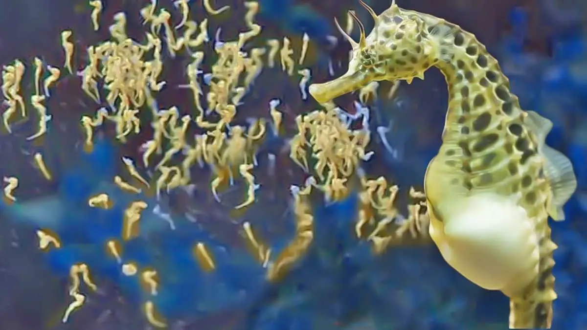 seahorse giving birth