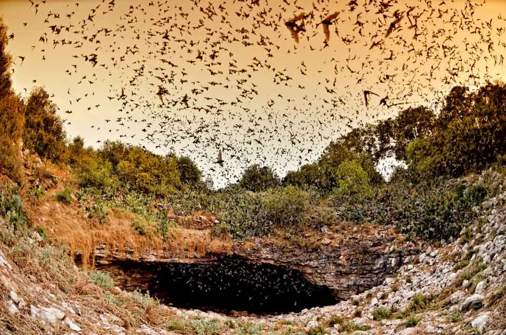 bats flying at Bracken Cave