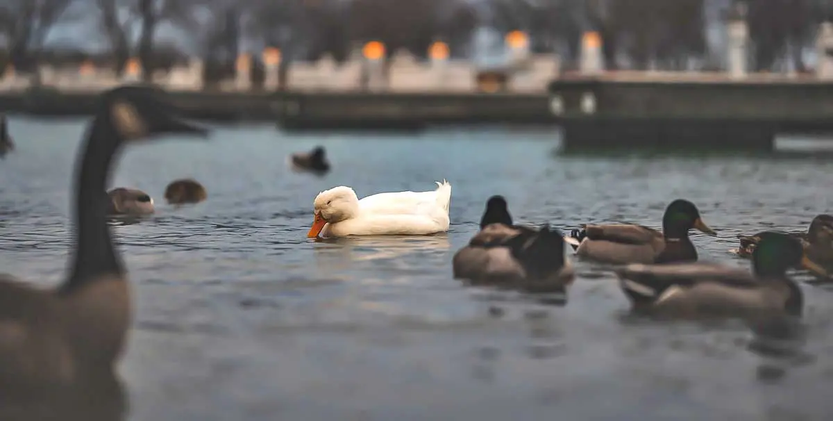 ducks floating dusk