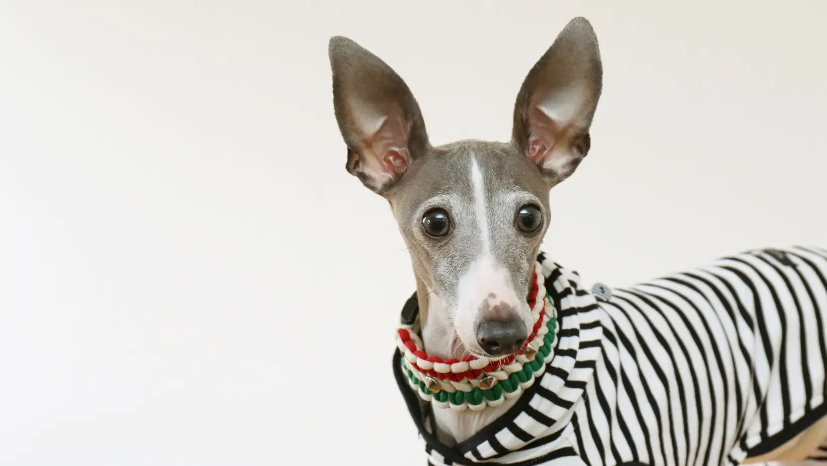 italian greyhound coat