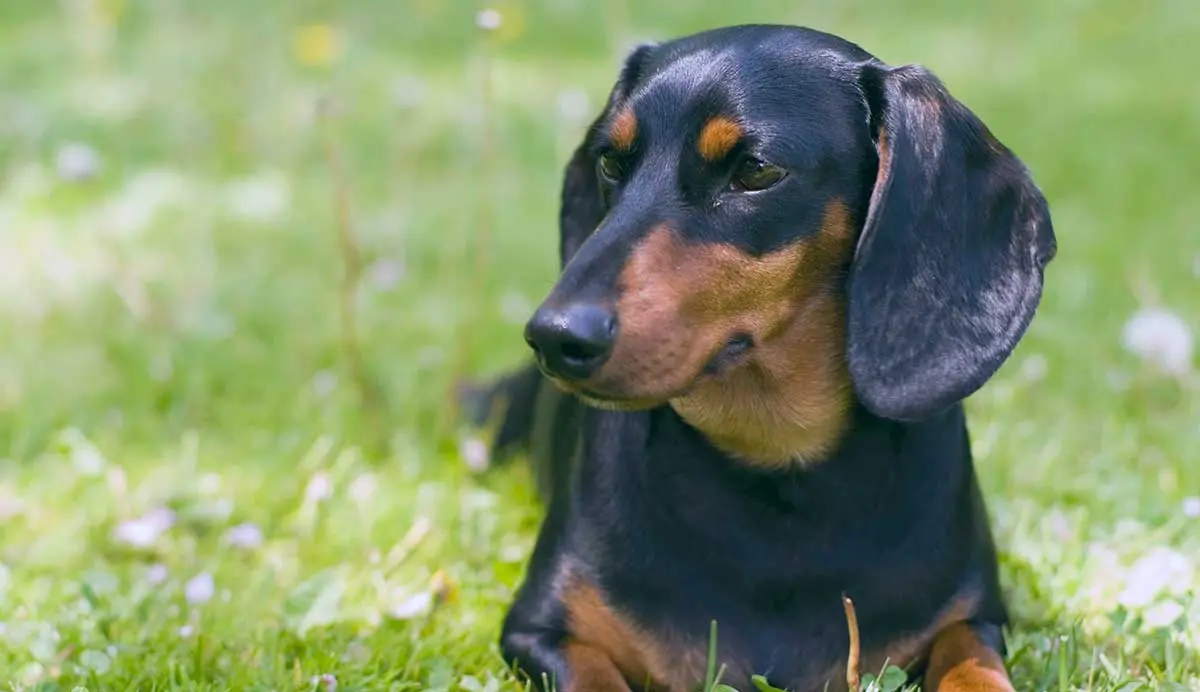 black tan dachshund in grass