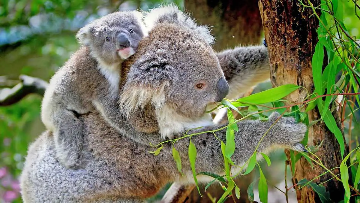 koala baby clinging to the back of the mom