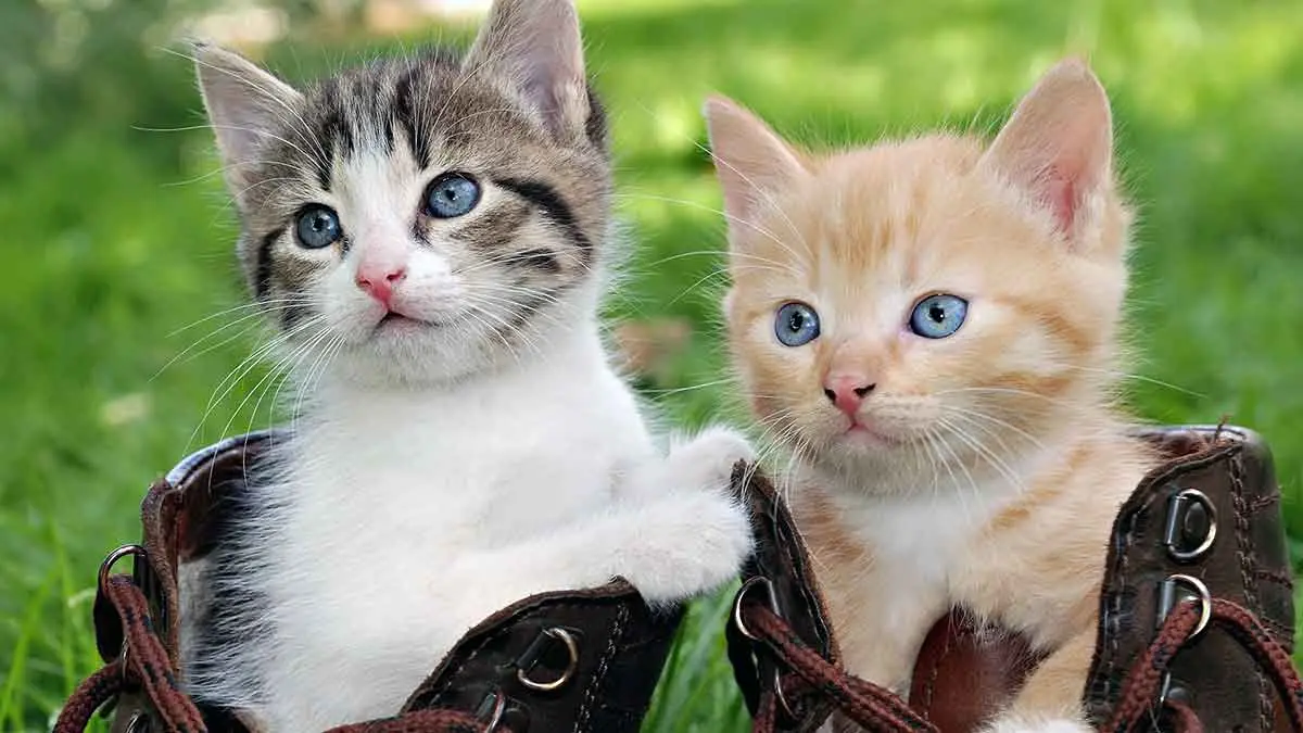 cute kittens in boots pixelstalk.com