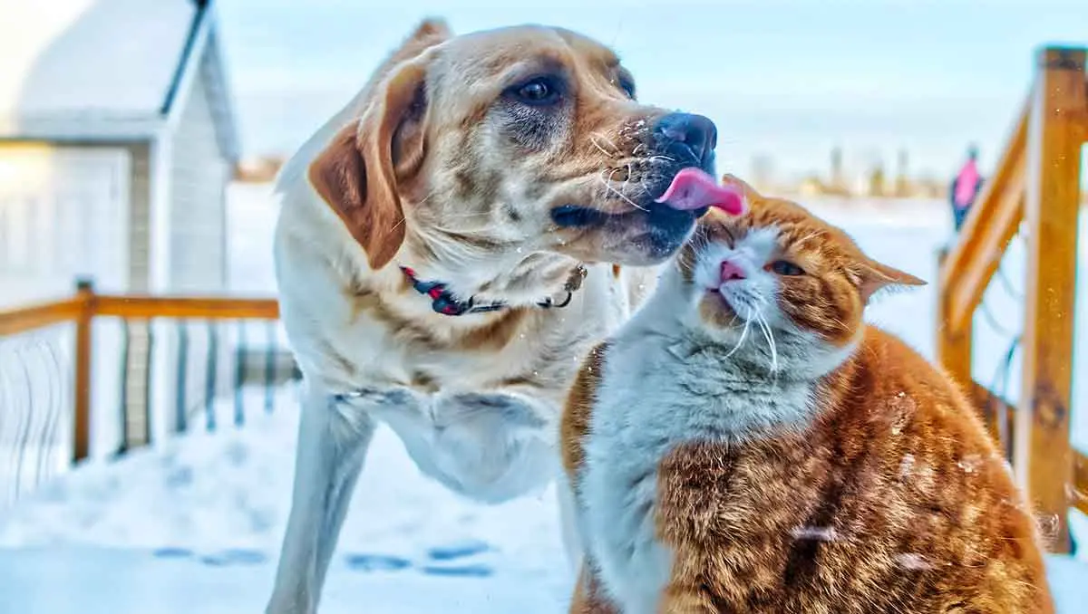 dog licking orange and white tabby cat