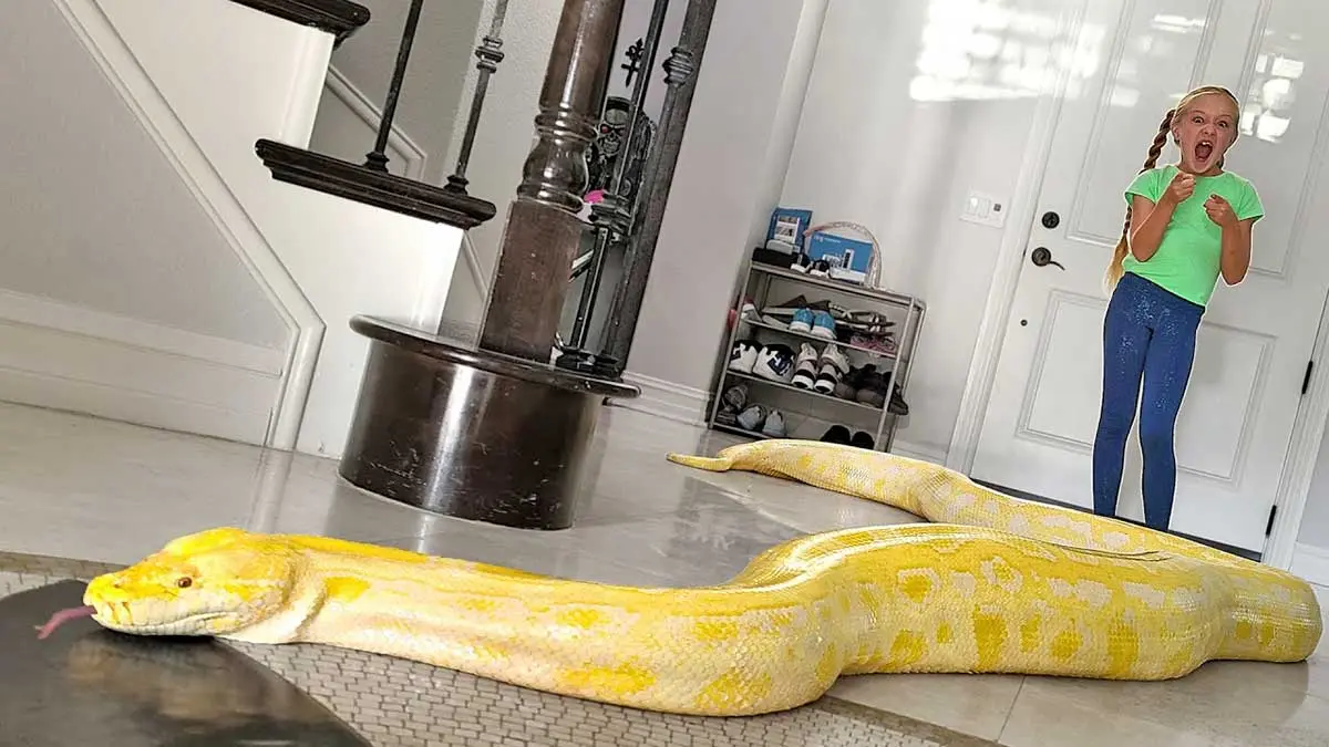 snake in home