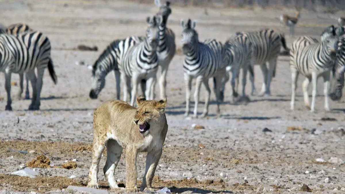 lionness standing by herd of zebra