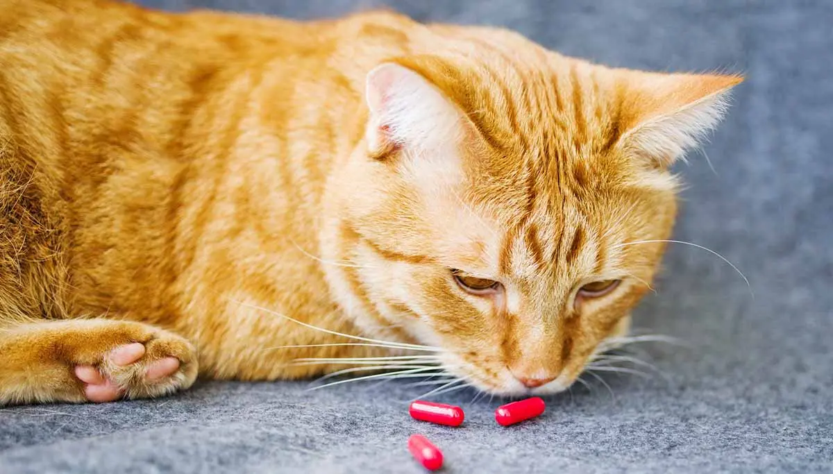 cat getting pills medication