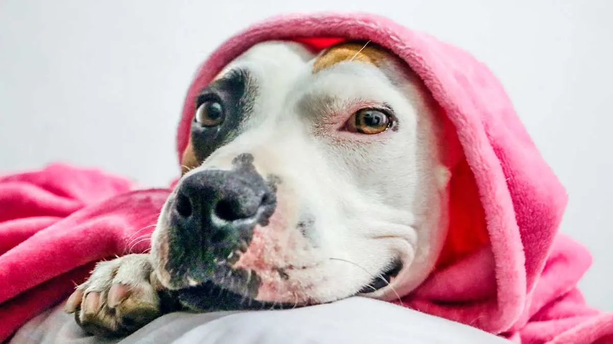 pitbull head covered with pink blanket