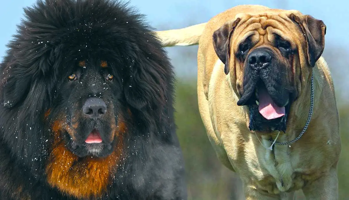 massive mastiff breeds
