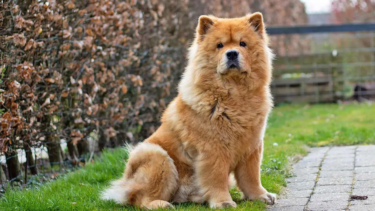 chow chow outside