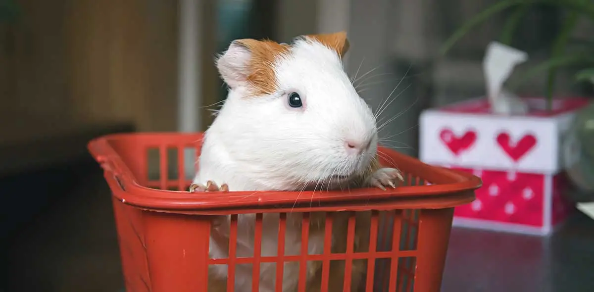guinea pig in a tiny shopping cart