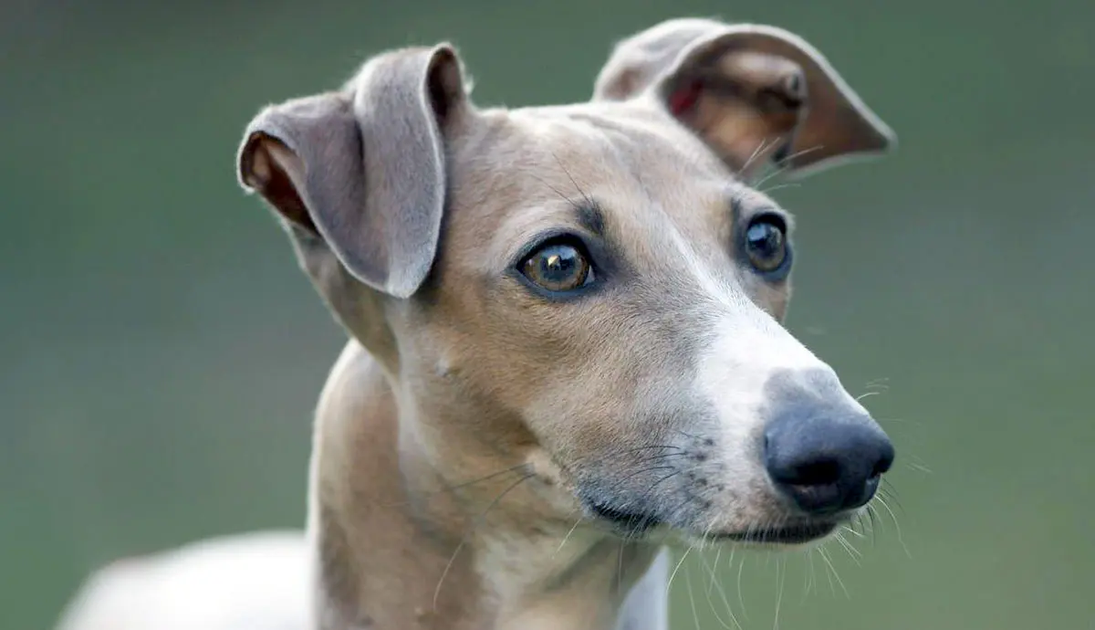 the sensitive italian greyhound facts and characteristics