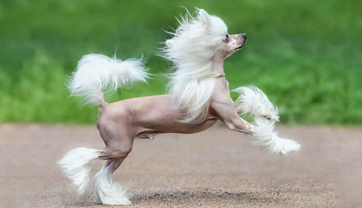 Chinese Crested Hairless Dog Breed