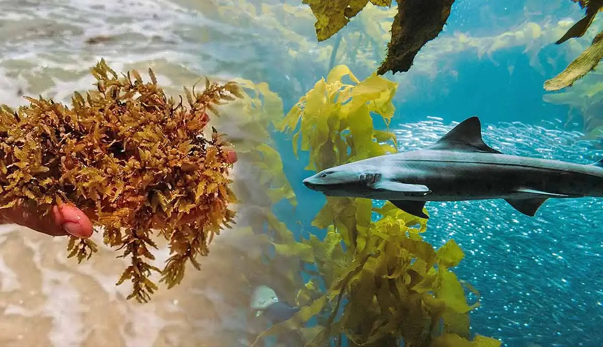 what creatures live in floating sargassum