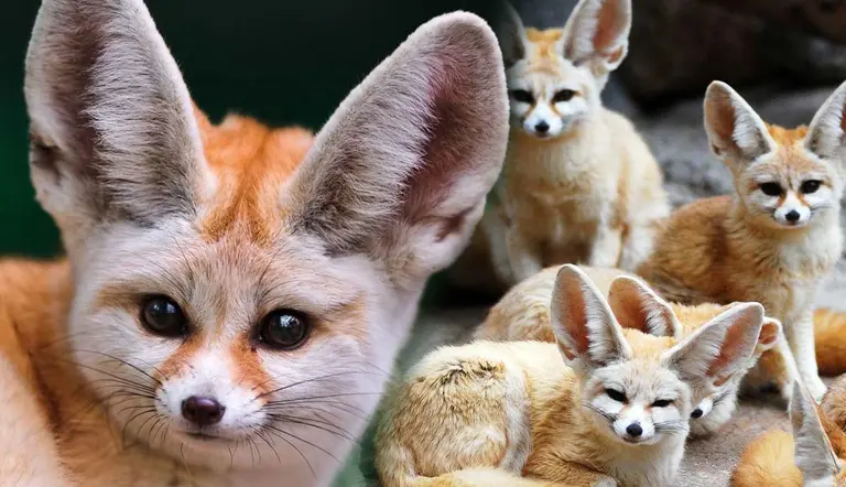 facts fennec foxes