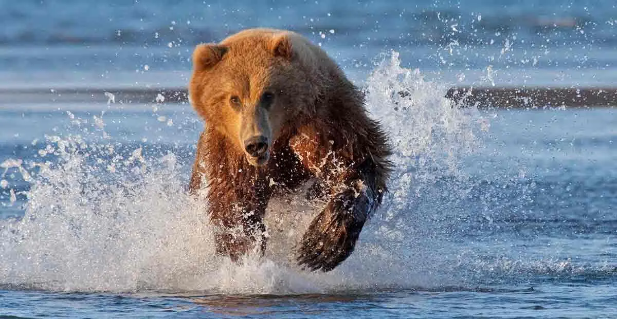 grizzly bear running through water