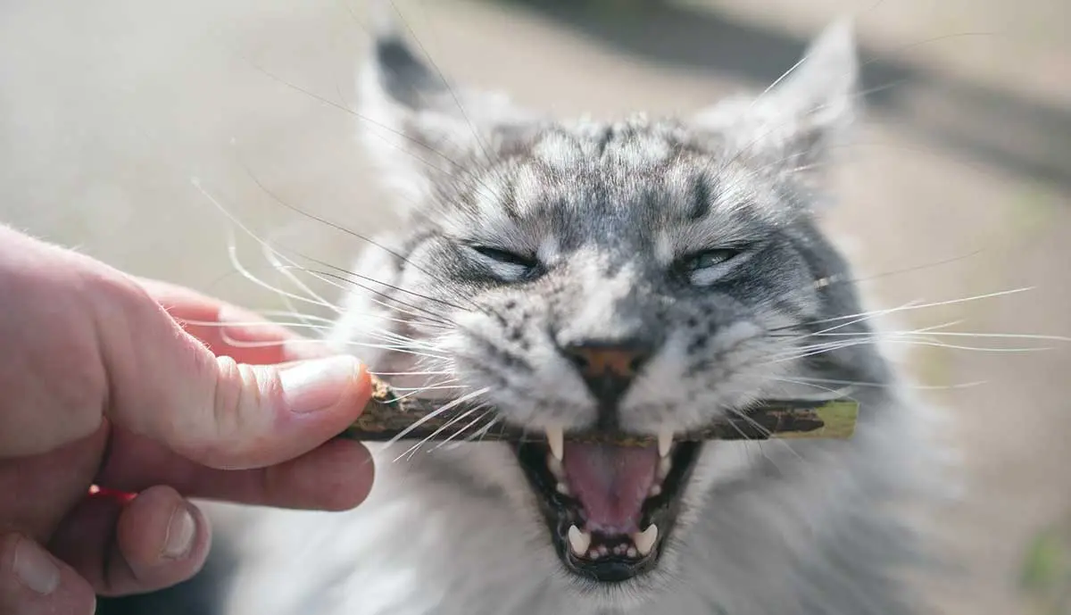 gray cat chewing dental stick