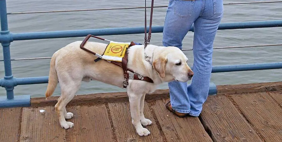 labrador retriever guide dog pier ocean