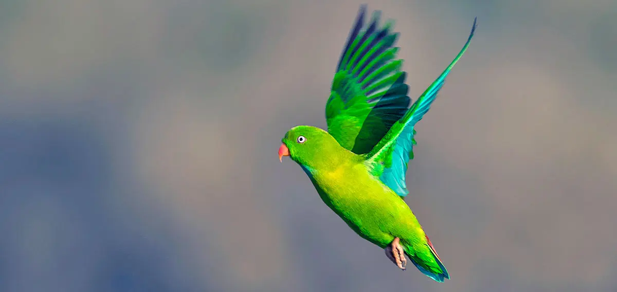 Flying Vernal Hanging Parrot