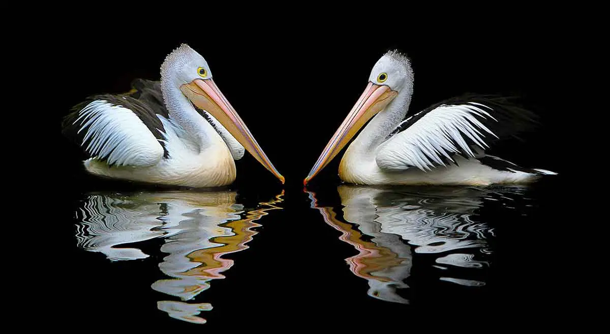 australian pelican pair refelction river
