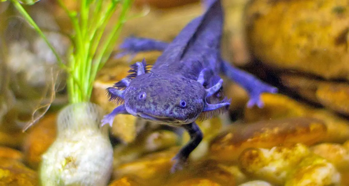 Purple axolotl