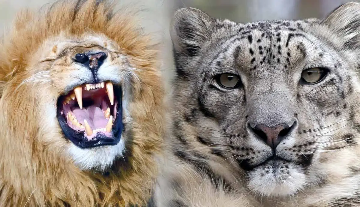 big cats everything you need to know