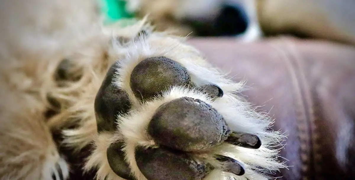 irish wolfhound paw pad up close macro